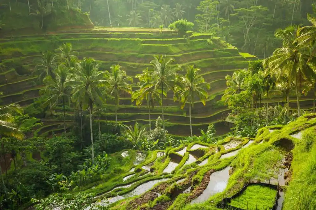 Ubud - Ubud Agrotoerisme - Indonesië Toeristische Bestemmingen - Destinasindo