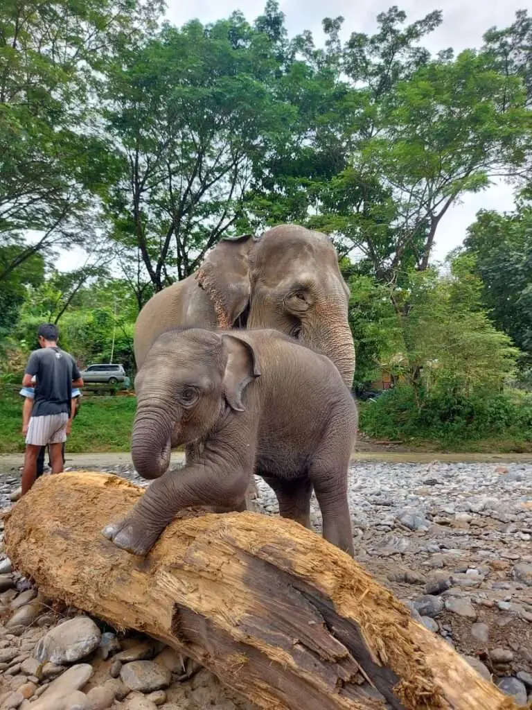 Tangkahan 