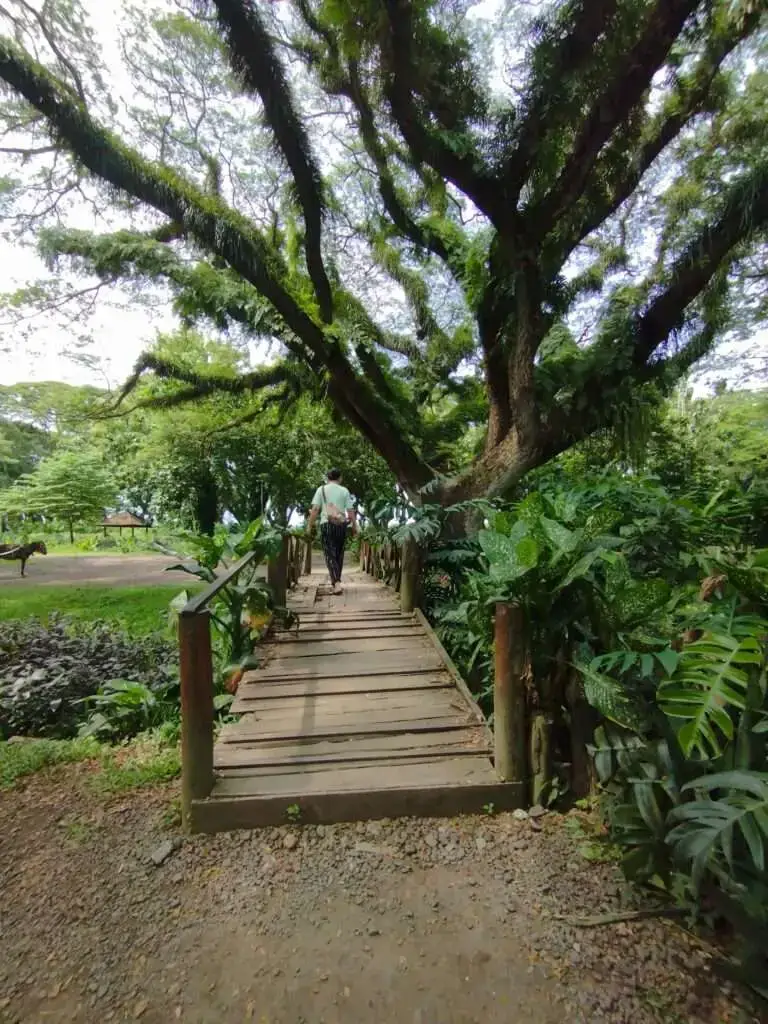 Menjelajahi Hutan De Djawatan Banyuwangi: Di Mana Misteri dan Keindahan Berpadu 4 Hutan De Djawatan