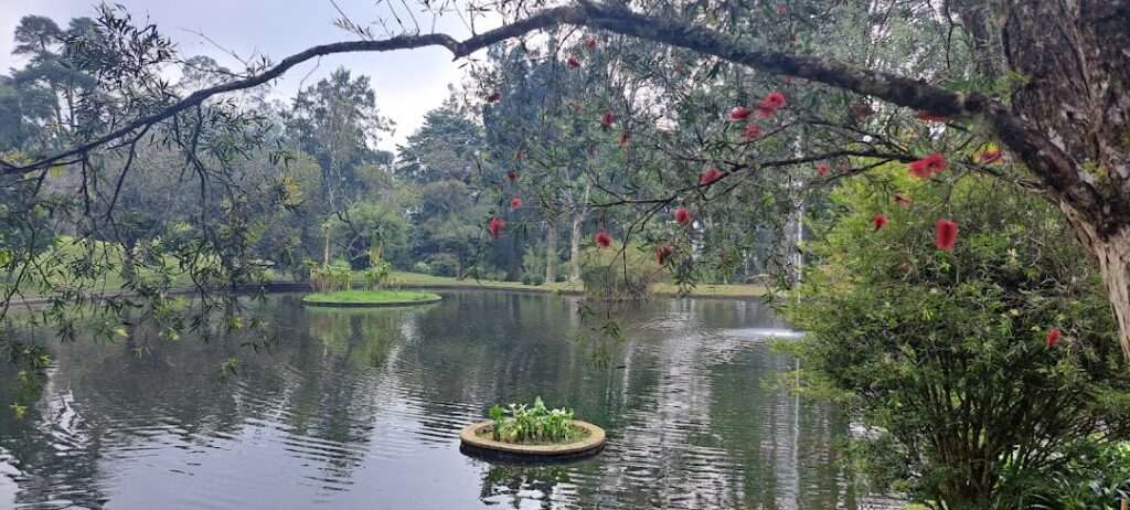 Cibodas Kersenbloesemtuin 