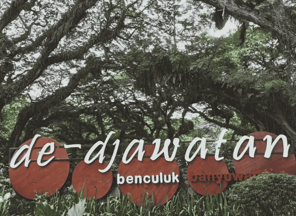 Menjelajahi Hutan De Djawatan Banyuwangi: Di Mana Misteri dan Keindahan Berpadu 1 Hutan De Djawatan