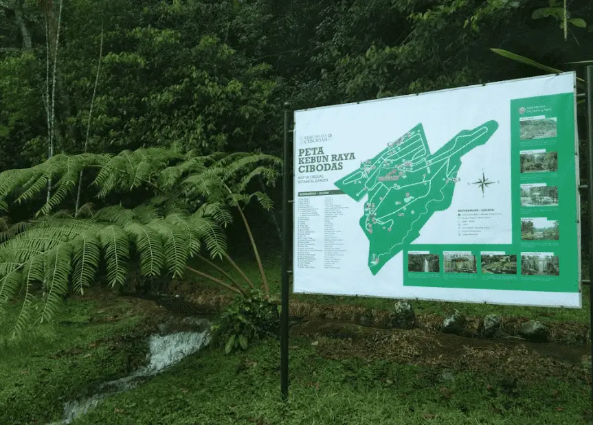 Cibodas Kersenbloesemtuin