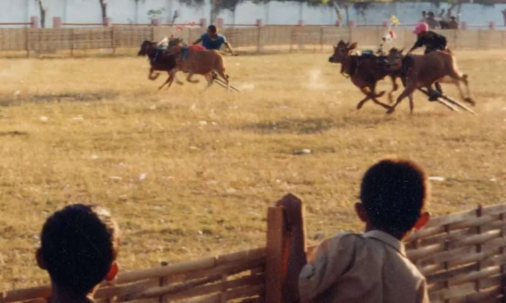 Bull Race