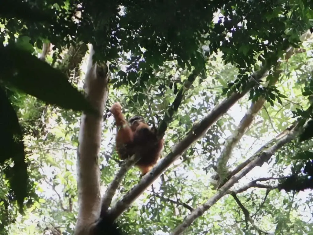 Orang Utan