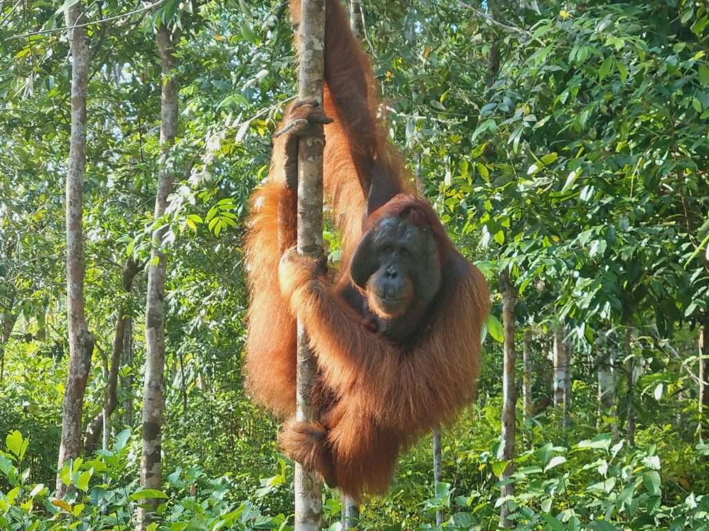 Nationaal Park Tanjung Puting (