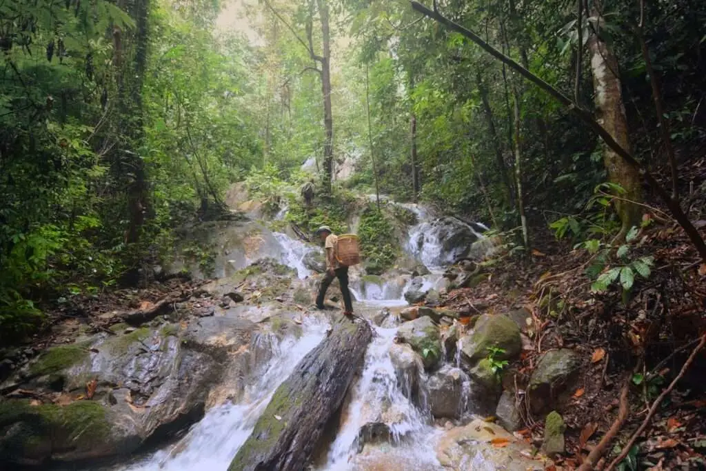 Parque Nacional de Gunung Leuser