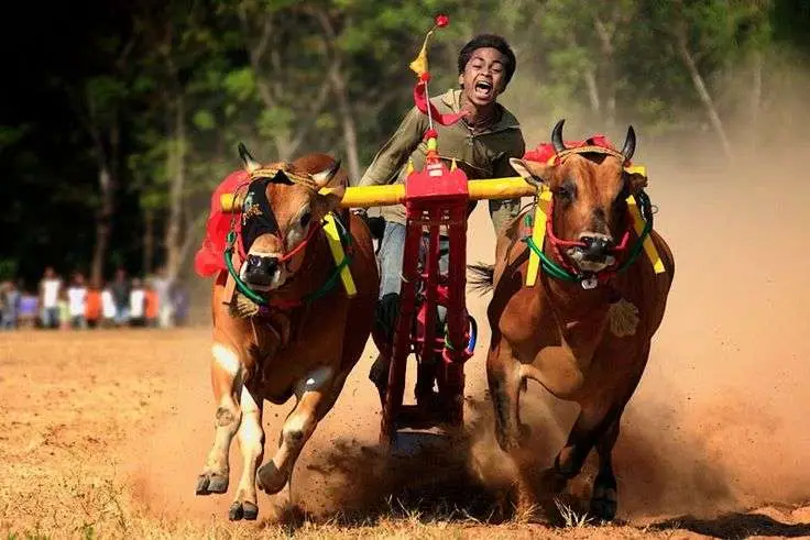 Bull Race 