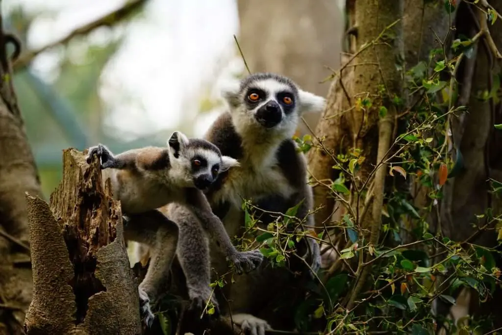 Zoo de Bali 