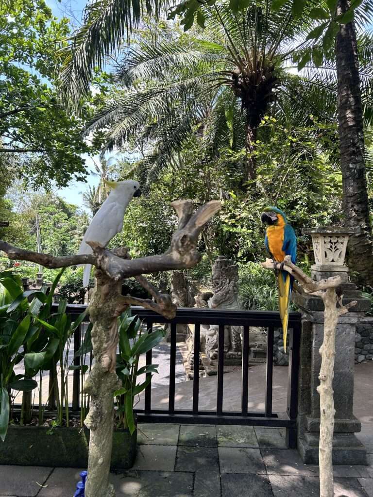 Zoo de Bali