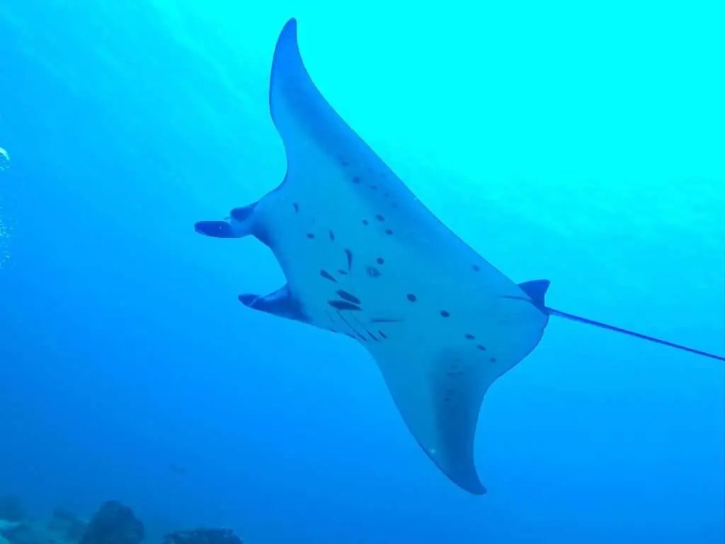mantaroggen