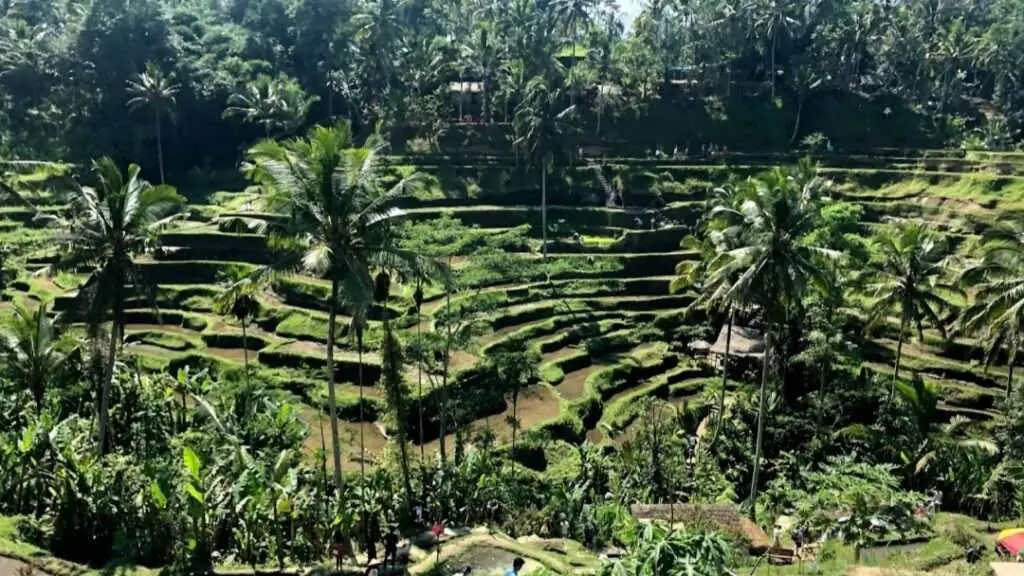 Tegalalang Rice Terrace