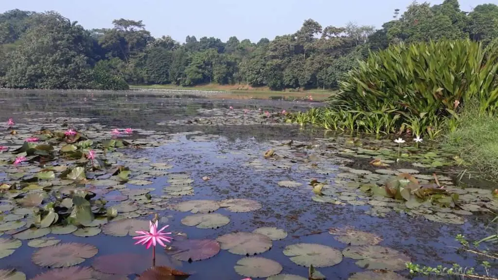 Lake Dora Cibinong  