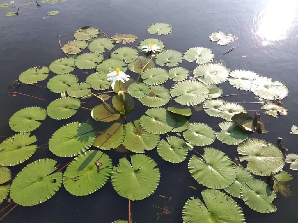 Lake Dora Cibinong  