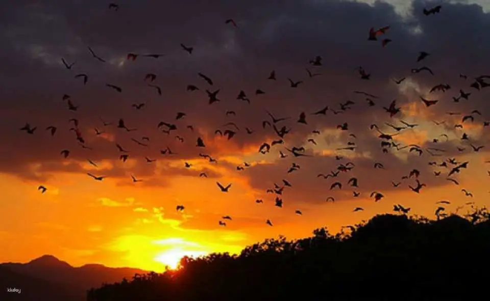 Silhouetten van vliegende vleermuizen bij zonsondergang boven Komodo eiland.