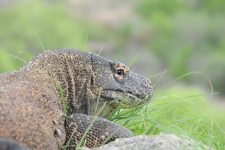 Komodovaranen rusten uit in het gras op Komodo eiland.