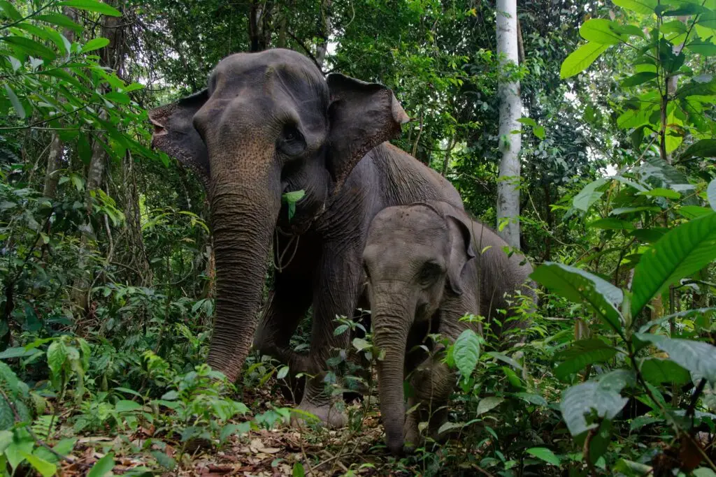Madre y cría de elefante de Sumatra en Tangkahan - CRU ecoturismo basado en la conservación