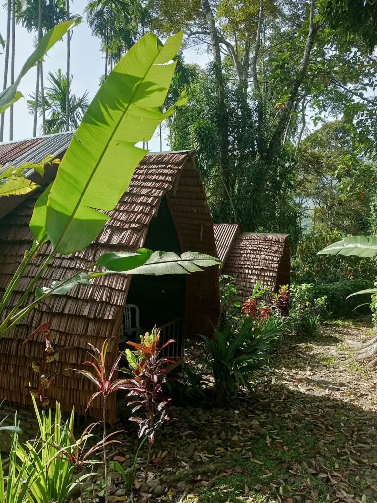 Pensión con tejado de paja y ambiente natural en Tangkahan, cerca del Parque Nacional de Gunung Leuser