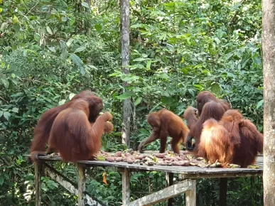 Nationaal park Tanjung Puting