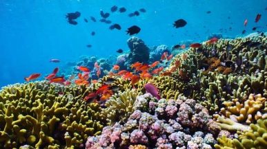 Eiland Morotai