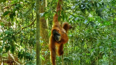 Nationaal park Gunung Leuser