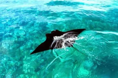 manta punt