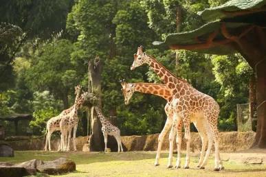 Taman Safari Indonesië
