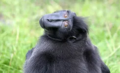 Macaco de cresta negra