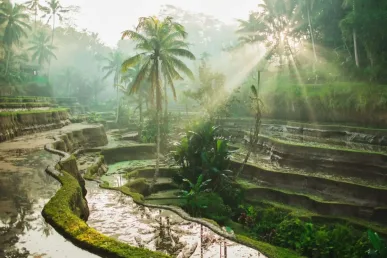 Tegalalang Rijstterras - Destinasindo - Indonesië Toeristische Bestemmingen