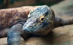 excursión a la isla del dragón de komodo