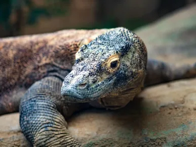 komodovaraan eiland tour