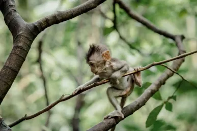 Apen in Ubud Monkey Forest, Bali - Destinasindo - Indonesië Toeristische Bestemmingen