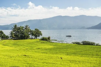 Rijstvelden bij het Tobameer, Noord-Sumatra, Indonesië, Azië