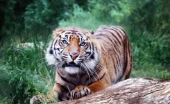 Tigre de Sumatra
