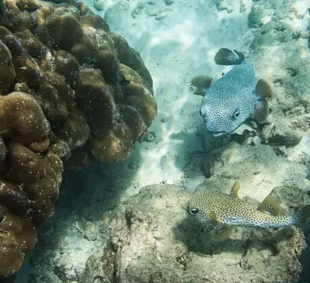 Pulau Weh