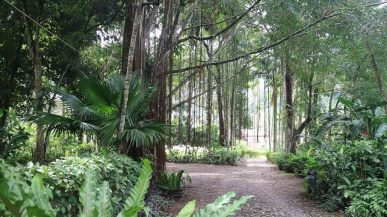 Een vredig bospad in Atjeh, Indonesië. Weelderig groen en grote bomen omzomen het grindpad.